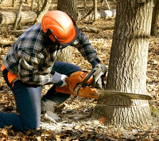 Tree Removal in Trimble, OH